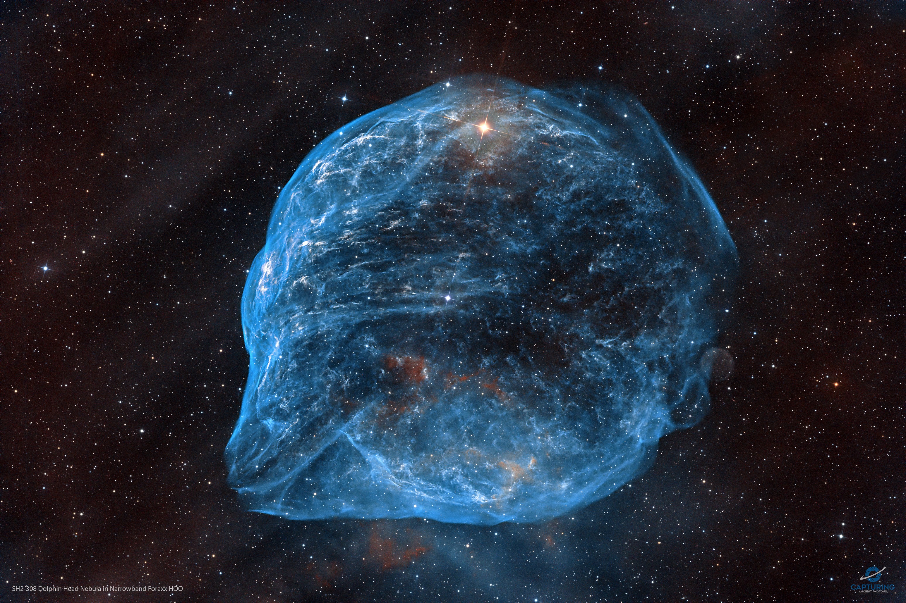 SH2-308 Dolphin Head Nebula (HORGB)