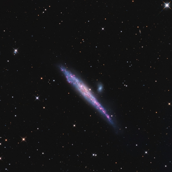 Whale Galaxy