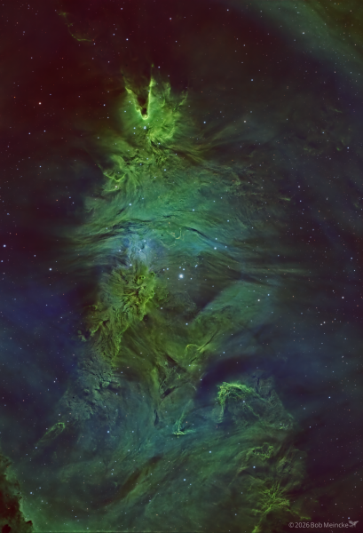 NGC 2264 — The Tree Still Lives