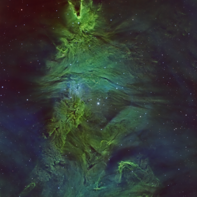 NGC 2264 — The Tree Still Lives