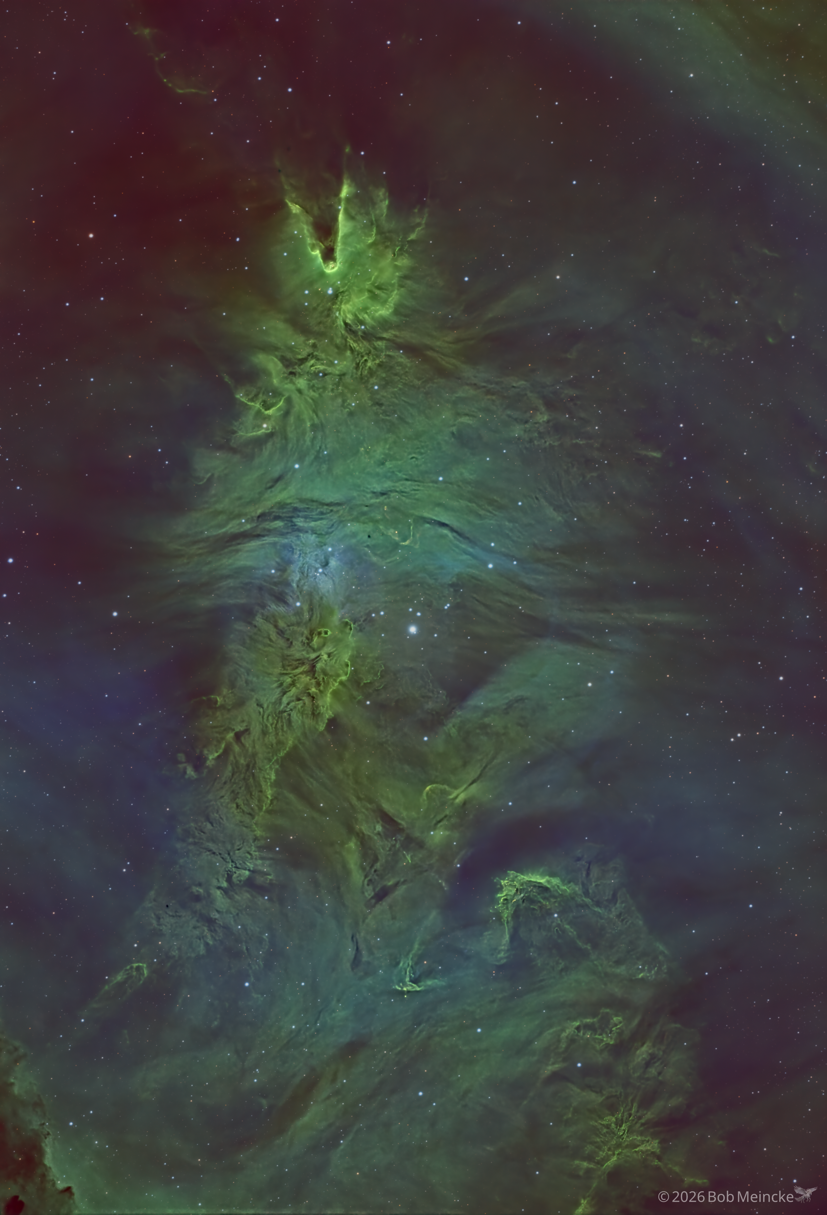 NGC 2264 — The Tree Still Lives