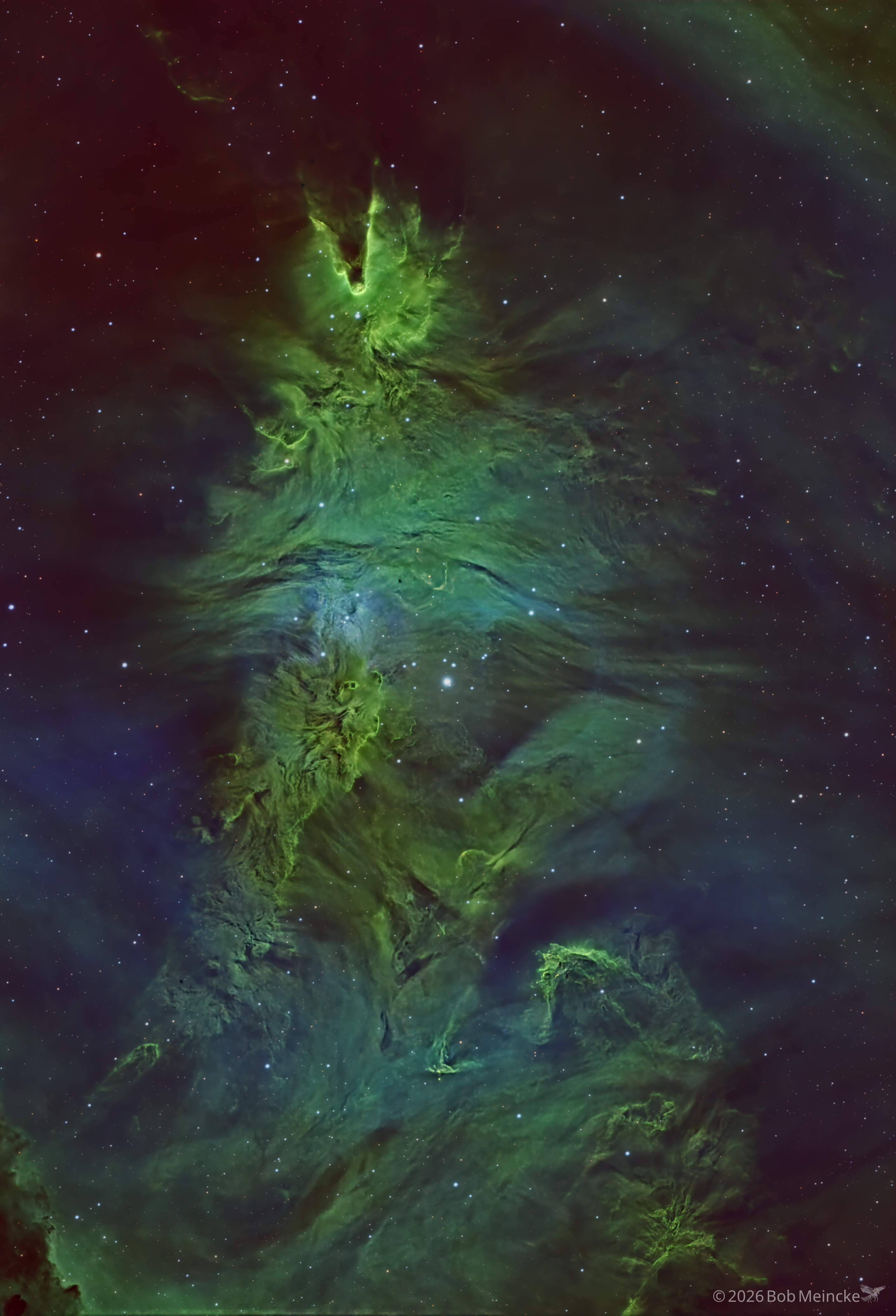 NGC 2264 — The Tree Still Lives
